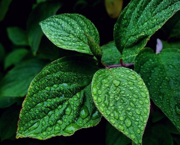  The Role Of Mint In Maintaining Good Oral Hygiene
